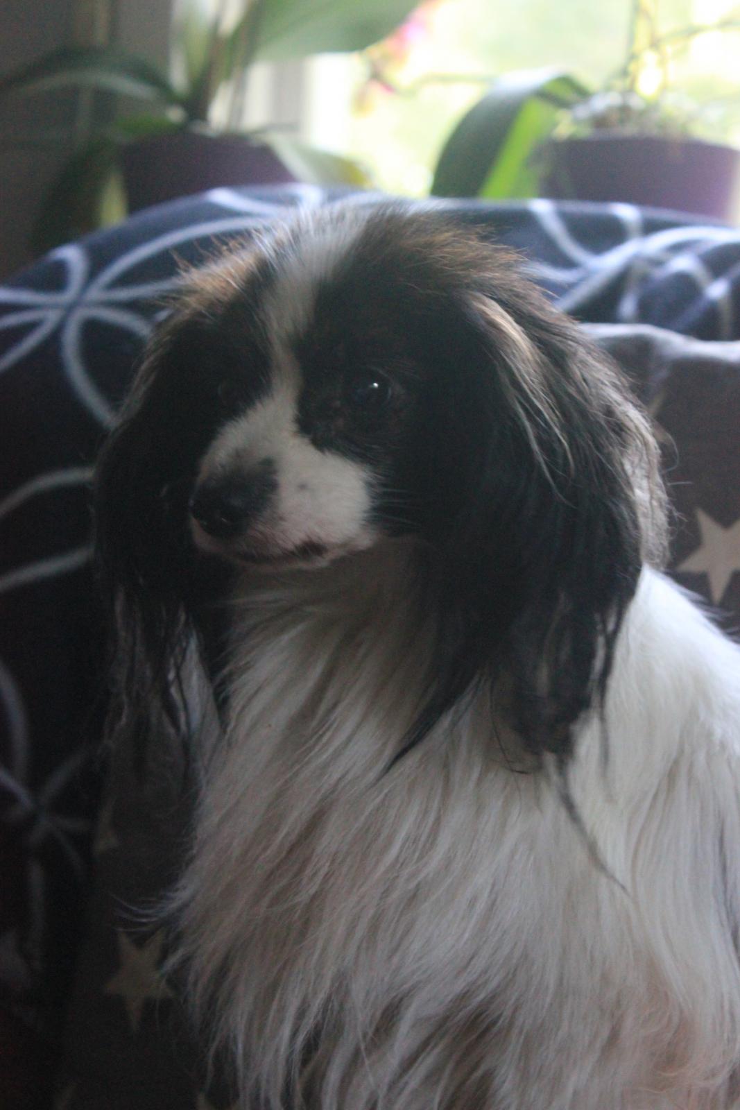 Sov gott nu Älskade Nisse!