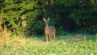 post-10838-0-40873300-1377797686_thumb.j