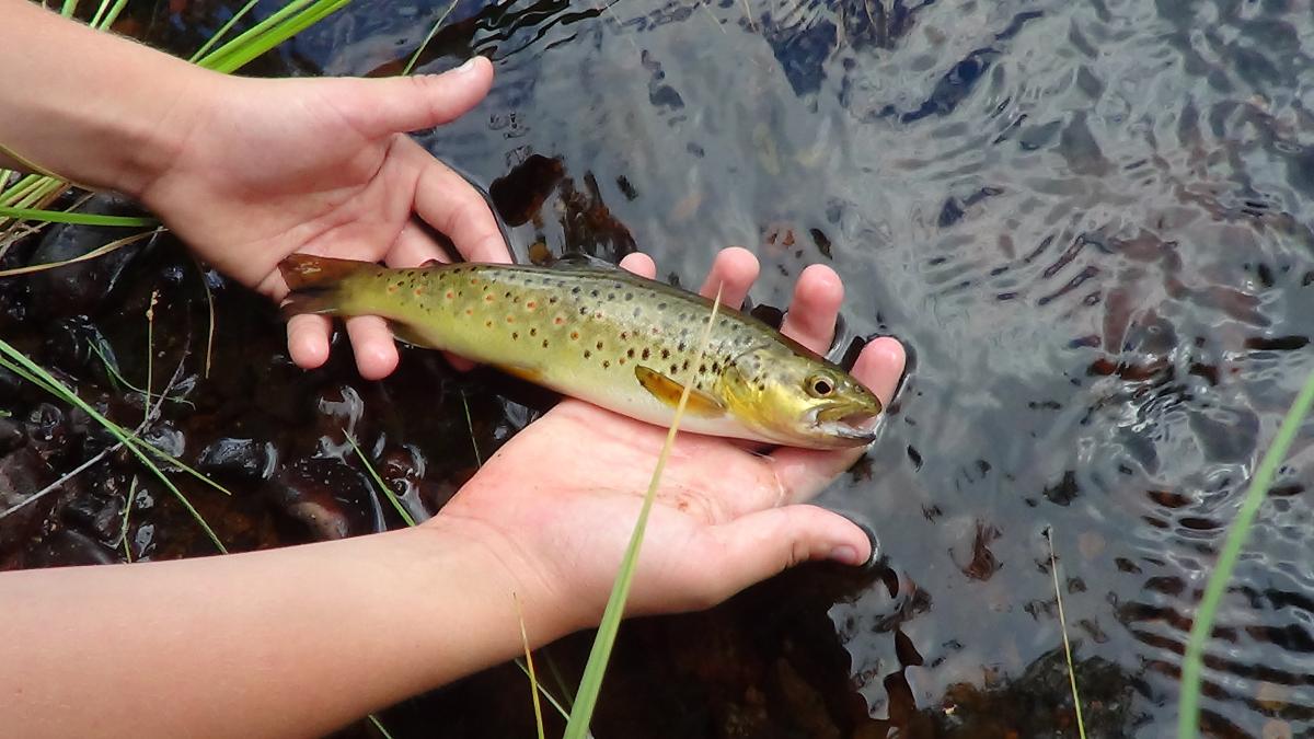 fiskevatten i dalarna. gärna i området av sälen. (flugfiske)