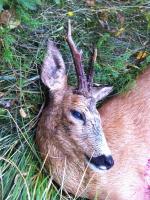 post-2286-0-22683100-1376985336_thumb.jp