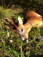 post-2286-0-89722200-1376985328_thumb.jp