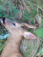 post-4248-0-32314000-1376950865_thumb.jp