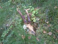 post-4850-0-11073400-1377062443_thumb.jp