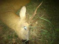 post-4850-0-77282600-1377235005_thumb.jp