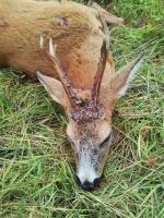 post-6266-0-76848600-1377000671_thumb.jp