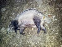 post-6266-0-98268200-1377209831_thumb.jp