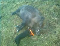 post-8190-0-27511600-1375727300_thumb.jp