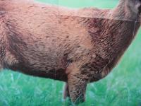 post-9336-0-80569300-1376389181_thumb.jp