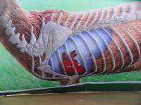 post-9336-0-99172100-1376389201_thumb.jp