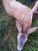 post-5772-0-75398600-1408551582_thumb.jp