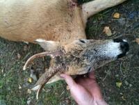 post-1121-0-78177000-1439874986_thumb.jp