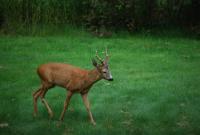 post-16887-0-26188000-1439663343_thumb.j