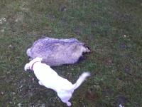 post-1234-0-13550100-1316372067_thumb.jp