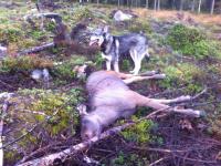 post-2262-0-91416400-1346876700_thumb.jp