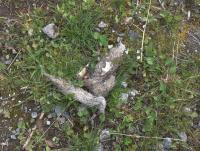 post-4173-0-50382500-1347572228_thumb.jp