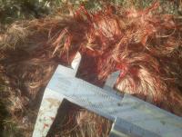 post-4850-0-12978000-1347561912_thumb.jp