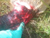 post-4850-0-72045700-1347562033_thumb.jp