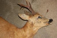 post-10399-0-80336200-1379842449_thumb.j