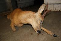 post-10399-0-83196800-1379752787_thumb.j