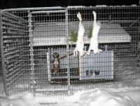 post-10656-0-56176300-1379402444_thumb.j