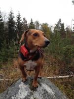 post-4943-0-14624700-1411151517_thumb.jp