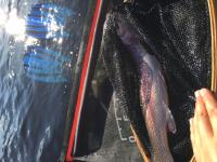 post-15497-0-08361500-1441448414_thumb.j