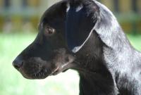 post-16887-0-24052200-1441288823_thumb.j