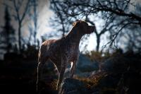 post-2419-0-27086600-1318673079_thumb.jp