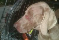 post-4246-0-32151200-1318588912_thumb.jp