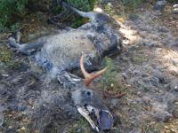 post-4705-0-57772400-1317890862_thumb.jp