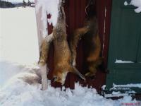 post-4705-0-59722500-1318326308_thumb.jp