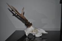 post-4759-0-33388400-1317834260_thumb.jp