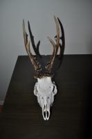 post-4759-0-43592700-1317834537_thumb.jp