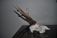 post-4759-0-46645100-1317834613_thumb.jp