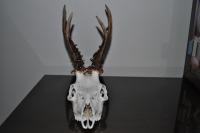 post-4759-0-67880800-1317834439_thumb.jp