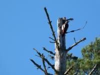 post-3031-0-84540500-1350667139_thumb.jp