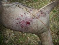 post-11109-0-13301100-1382549319_thumb.j