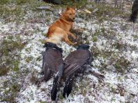 post-12305-0-35597500-1413538651_thumb.j