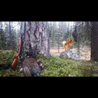 post-12305-0-52722100-1413538625_thumb.j