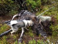 post-2815-0-51759900-1414339520_thumb.jp