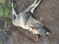 post-15497-0-26098000-1444824796_thumb.j