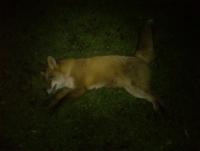 post-4850-0-14127000-1353614607_thumb.jp