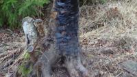 post-10838-0-66239300-1384633560_thumb.j