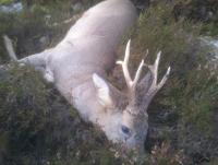 post-4850-0-99244800-1385224364_thumb.jp