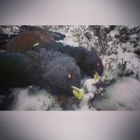 post-12305-0-01579900-1415197885_thumb.j