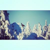 post-12305-0-38601800-1417020006_thumb.j