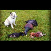 post-12305-0-57511200-1414863425_thumb.j