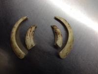 post-5037-0-14939000-1415558662_thumb.jp