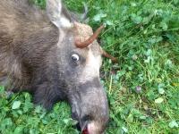 post-5037-0-27562400-1415558609_thumb.jp