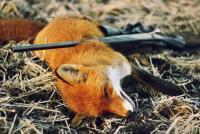 post-17250-0-43588400-1447540625_thumb.j